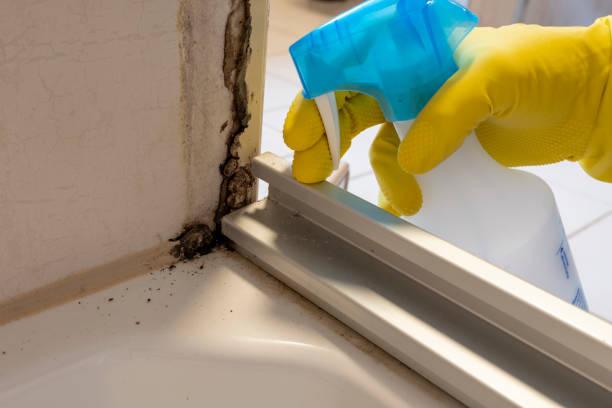 Best Home Mold Removal  in Town And Country, MO