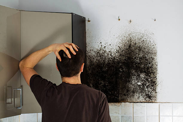 Best Certified Mold Removal  in Town And Country, MO